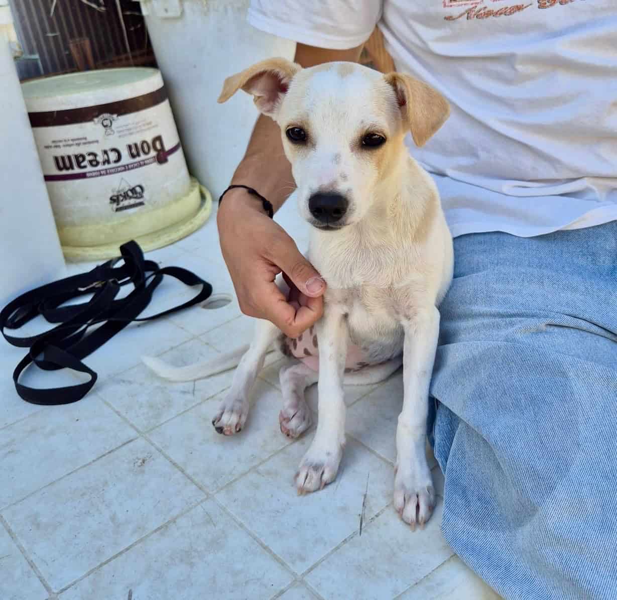 Immagine di un animale caricato su Adotta.online