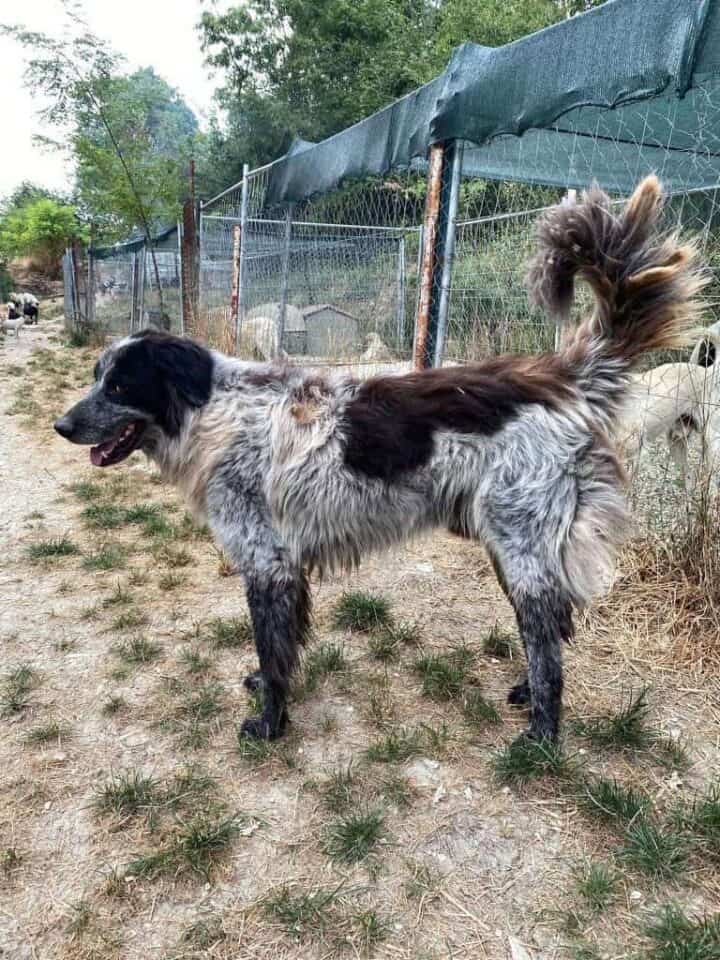 Immagine di un animale caricato su Adotta.online