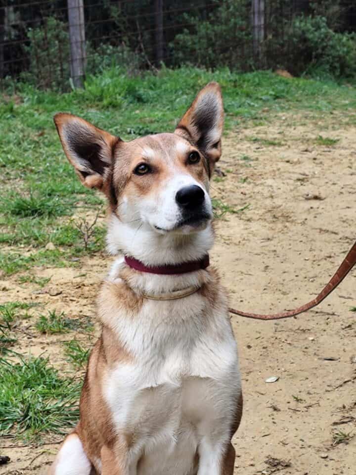 Immagine di un animale caricato su Adotta.online