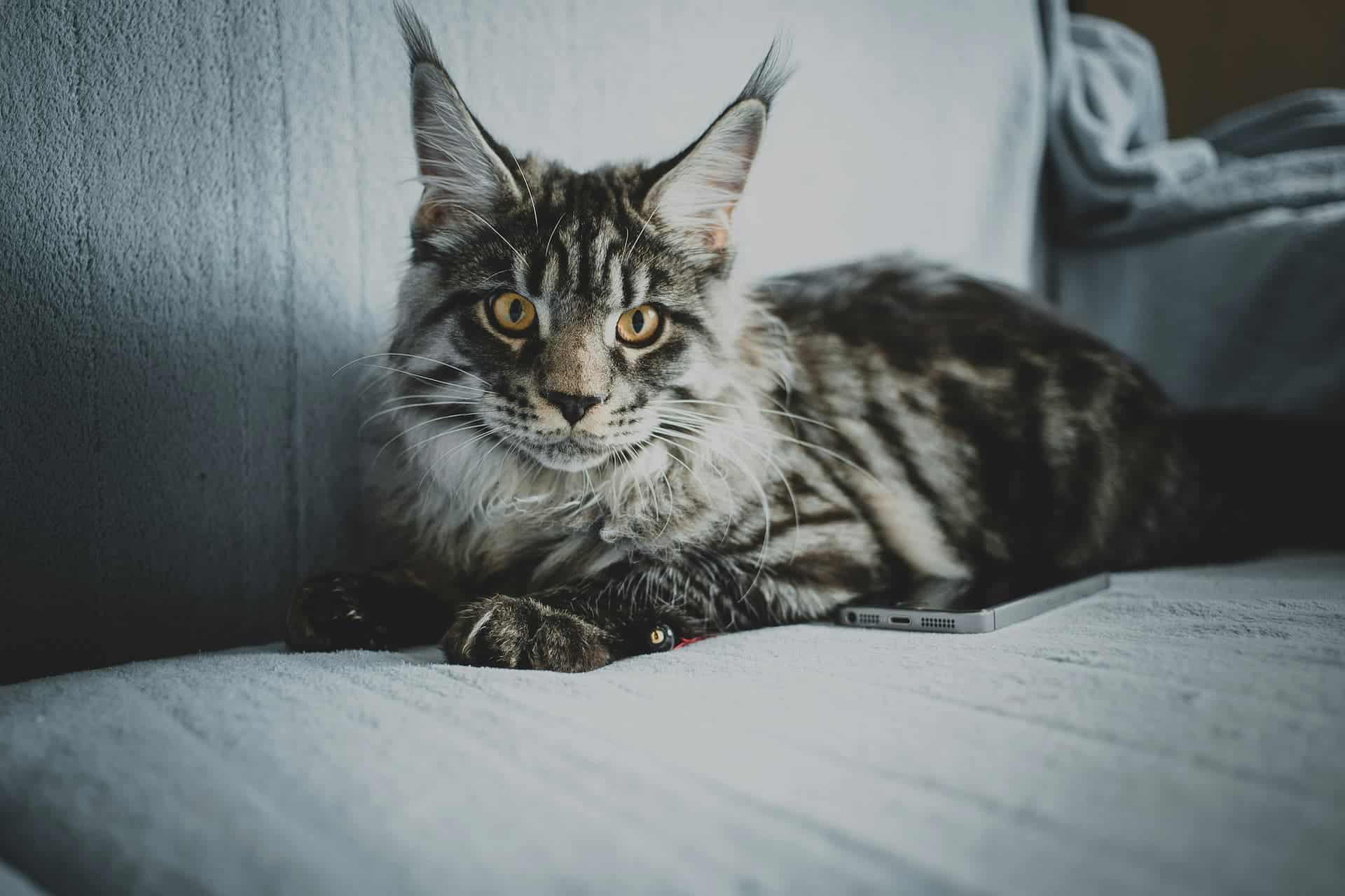 Immagine rappresentativa di un gatto sdraiato su un divano.