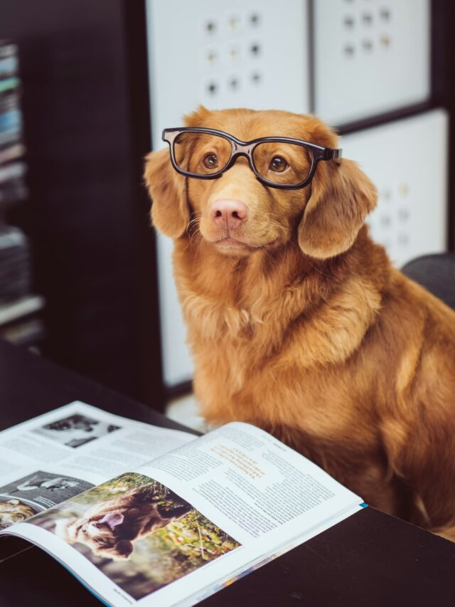 Immagine di un cane con gli occhiali che sta leggendo un libro.