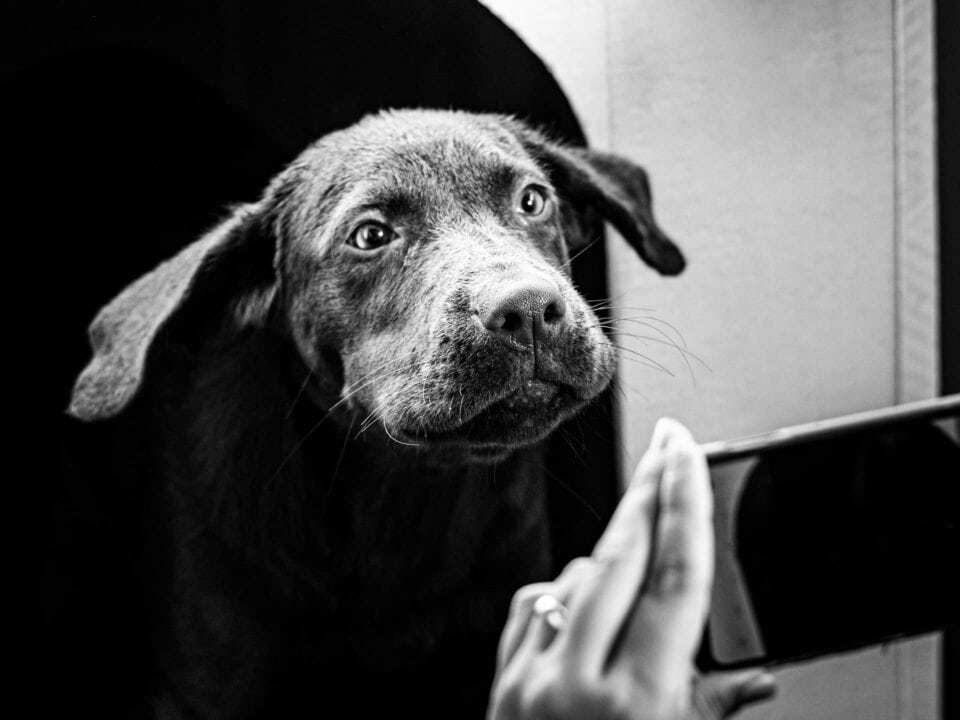 Cane in posa per una fotografia.