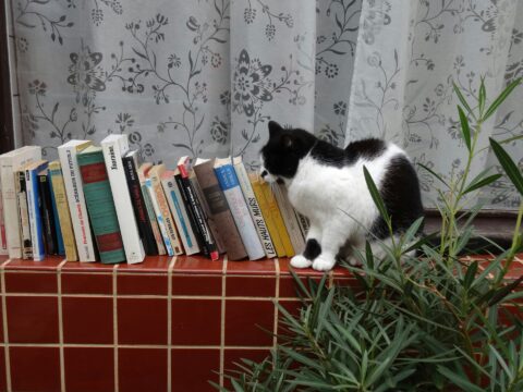 Gatto che sta sopra una mensolina con dei libri.