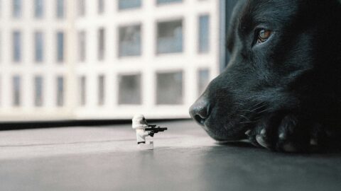 Cane che guarda un giocattolo posto davanti a lui.