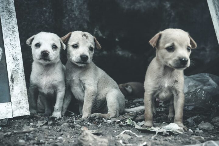 Tre cani che rappresentano un'espressione triste. Questa immagine mostra il significato del progetto Adotta.online.