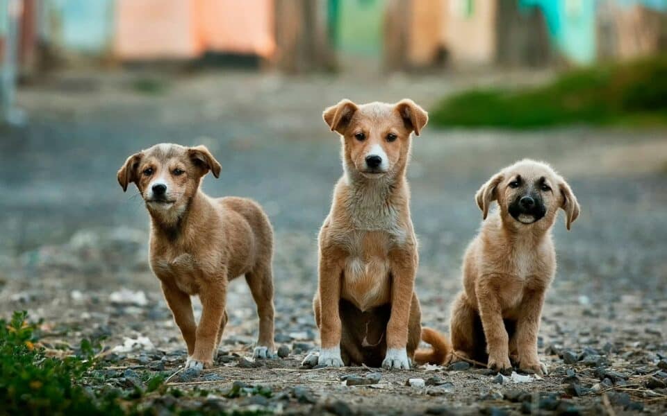 3 cani randagi fotografati in strada