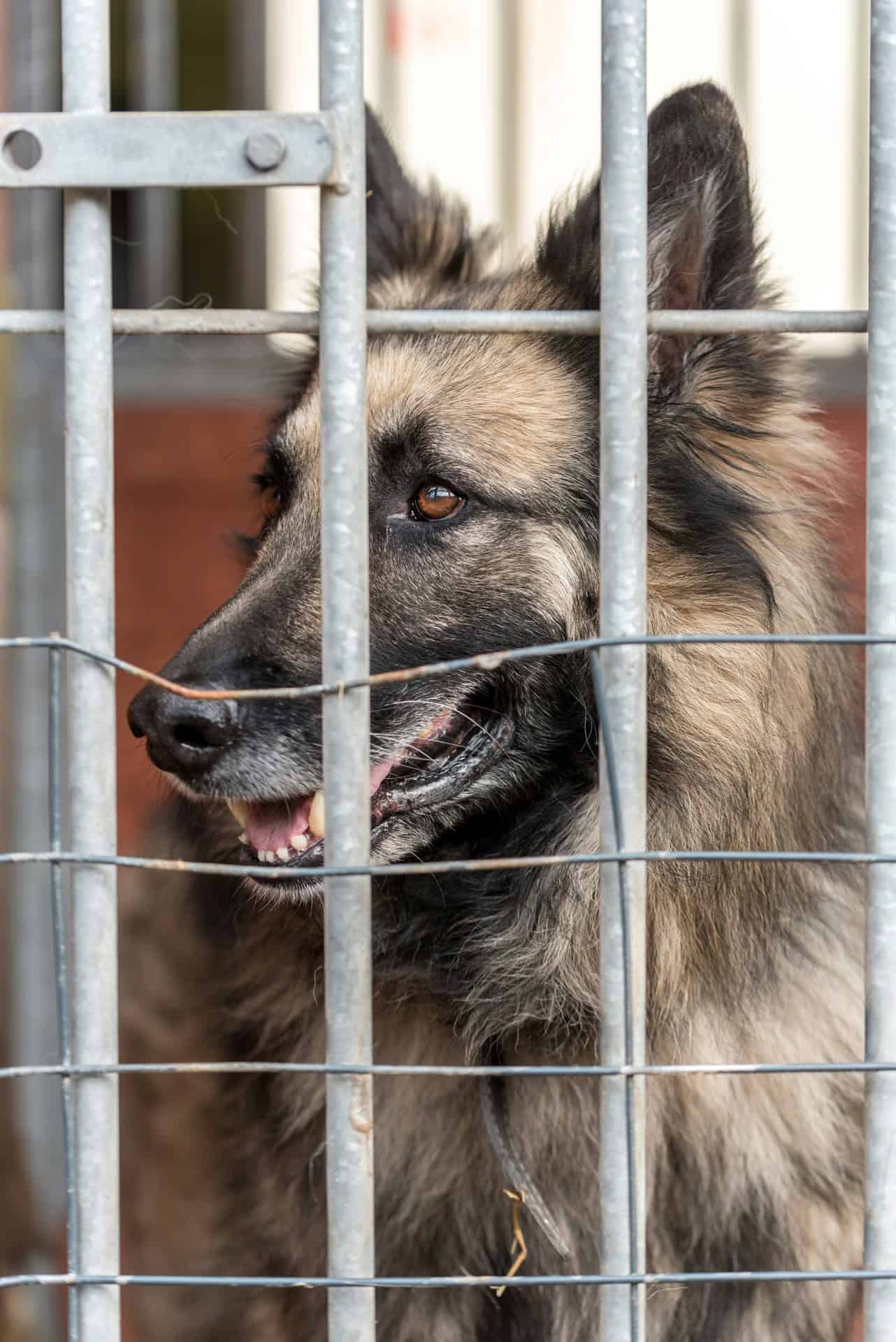 Il progetto di Adotta.online è quello di aiutare gli animali a trovare una famiglia responsabile e che non li riporti al canile.